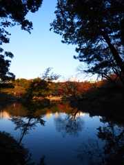 六義園 紅葉2013
