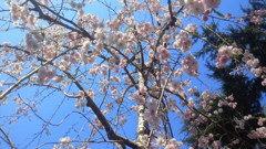 垂れる桜