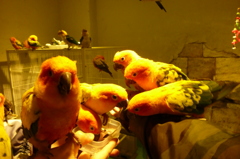 鳥まみれ鳥まみれ