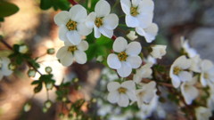 可愛い5枚の花弁