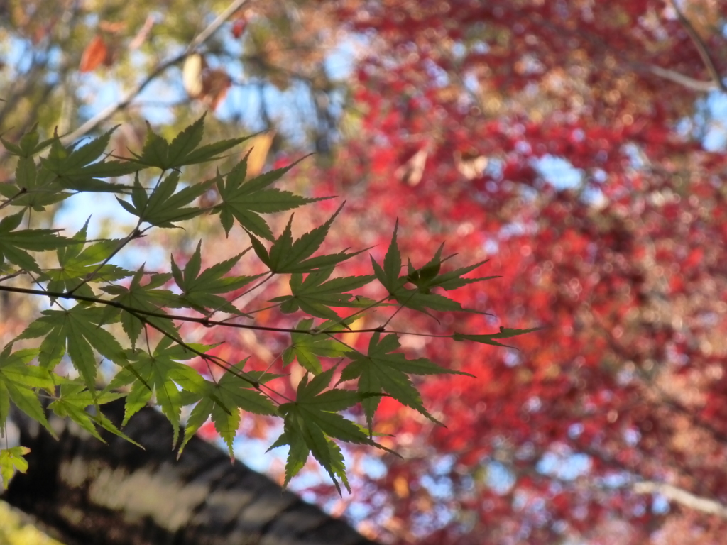 大田黒公園　紅葉2013