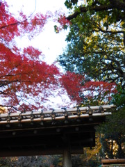 六義園 紅葉2013