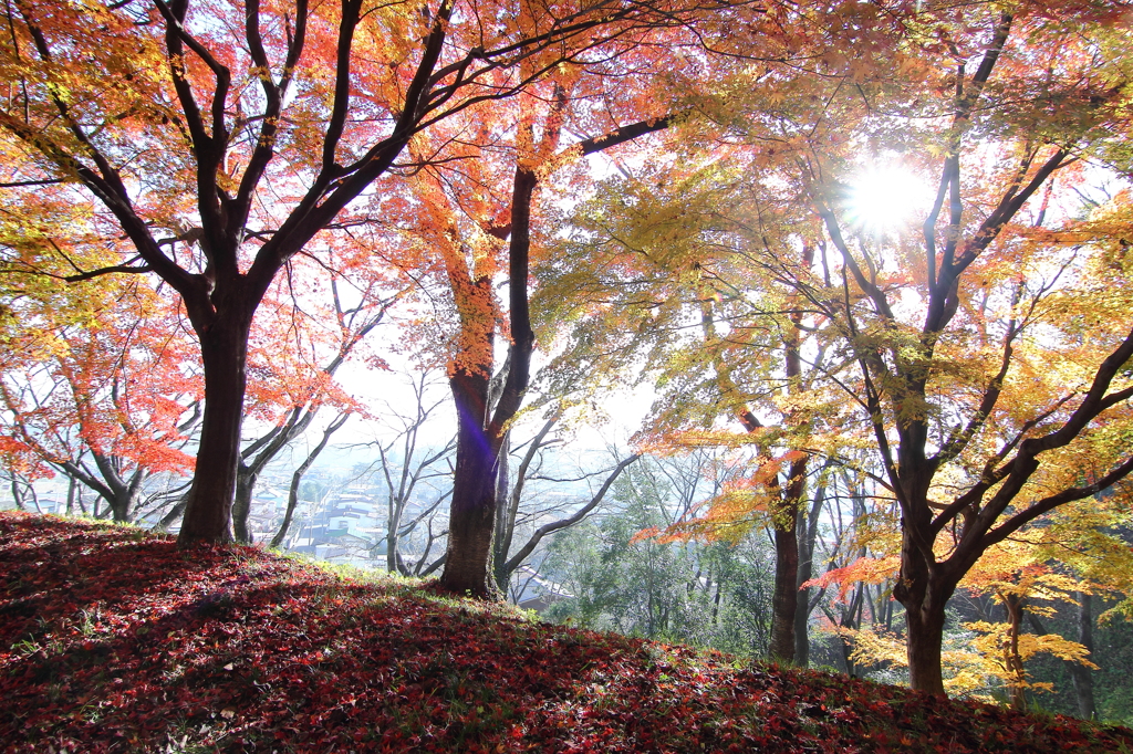 すがすがしい秋の朝