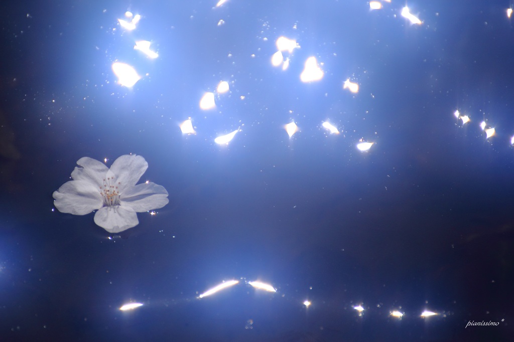 HANA・HANA 31 (sakura・nagaruru)