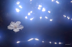 HANA・HANA 31 (sakura・nagaruru)