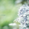 Ura-Hana ♯3  Hydrangea