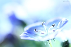 HANA・HANA 15 (nemophila)