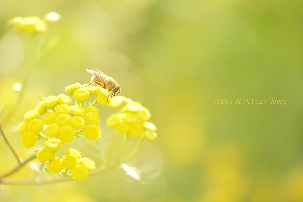 HANA-HANA  240  Tansy