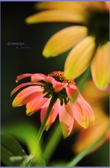 HANA・HANA 104 (Echinacea #4)