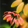 HANA・HANA 104 (Echinacea #4)