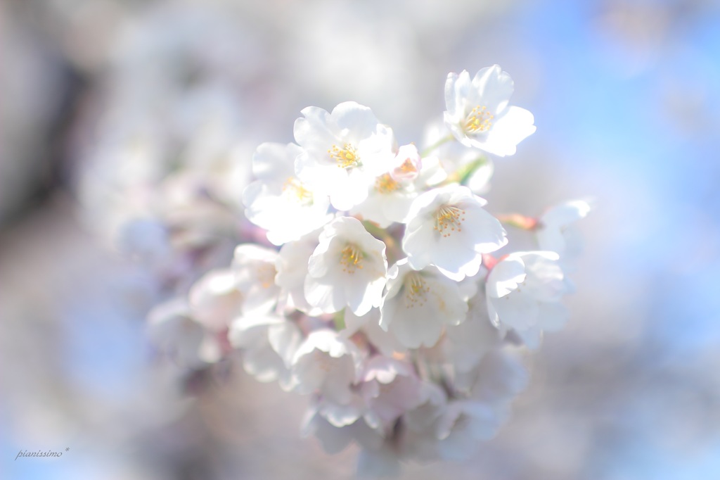 HANA・HANA 25 (sakura・saku)