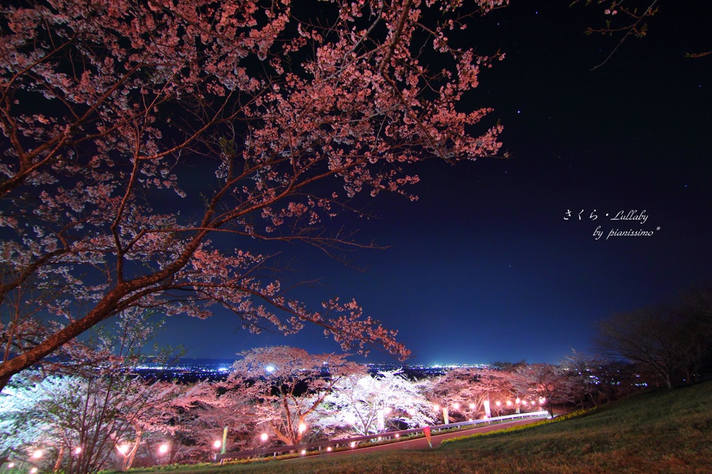 HANA・HANA 34 (sakura・lullaby)　