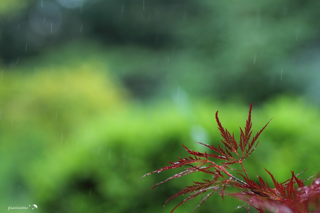 日本の梅雨