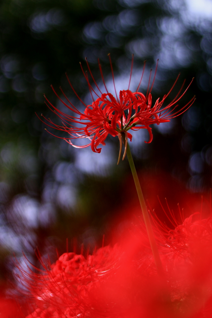 HANA・HANA 139 Lycoris radiata