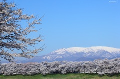 HANA・HANA 22 (sakura・saku)