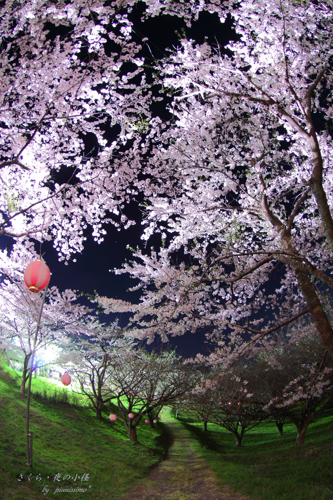 HANA・HANA 35 (sakura・yorunokomichi)　
