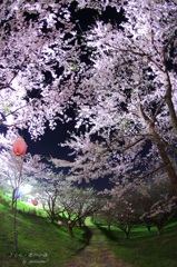 HANA・HANA 35 (sakura・yorunokomichi)　