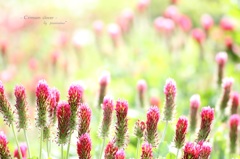 HANA・HANA 54 (Crimson clover)