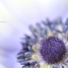 HANA・HANA 140  - Anemone -