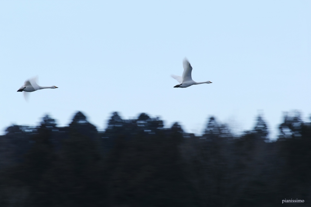 白鳥高く (流し撮り)