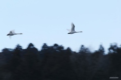 白鳥高く (流し撮り)