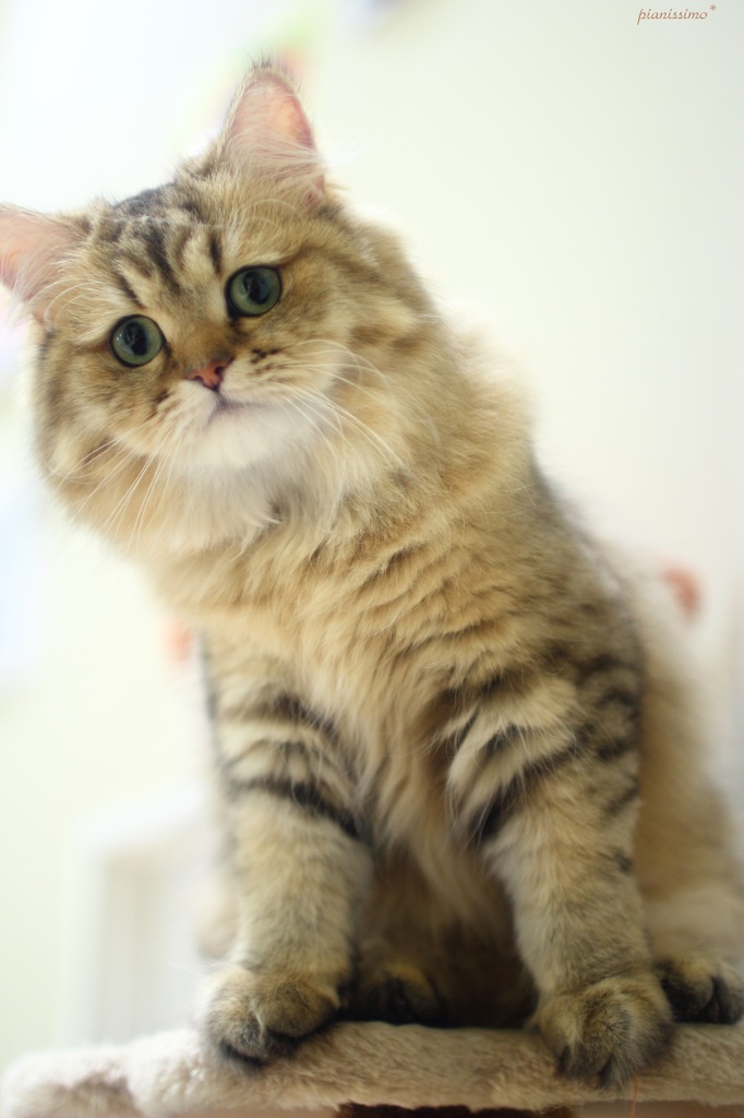 モデルニャンコ　>^_^<