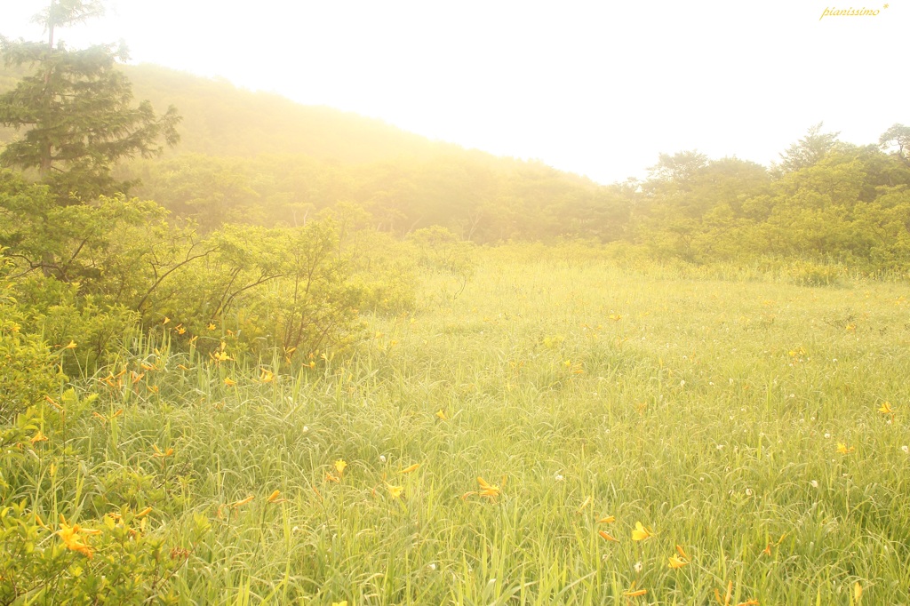 湿原の朝