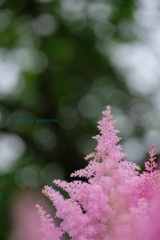 HANA-HANA 214  Astilbe