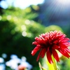 HANA・HANA 117 (Echinacea)