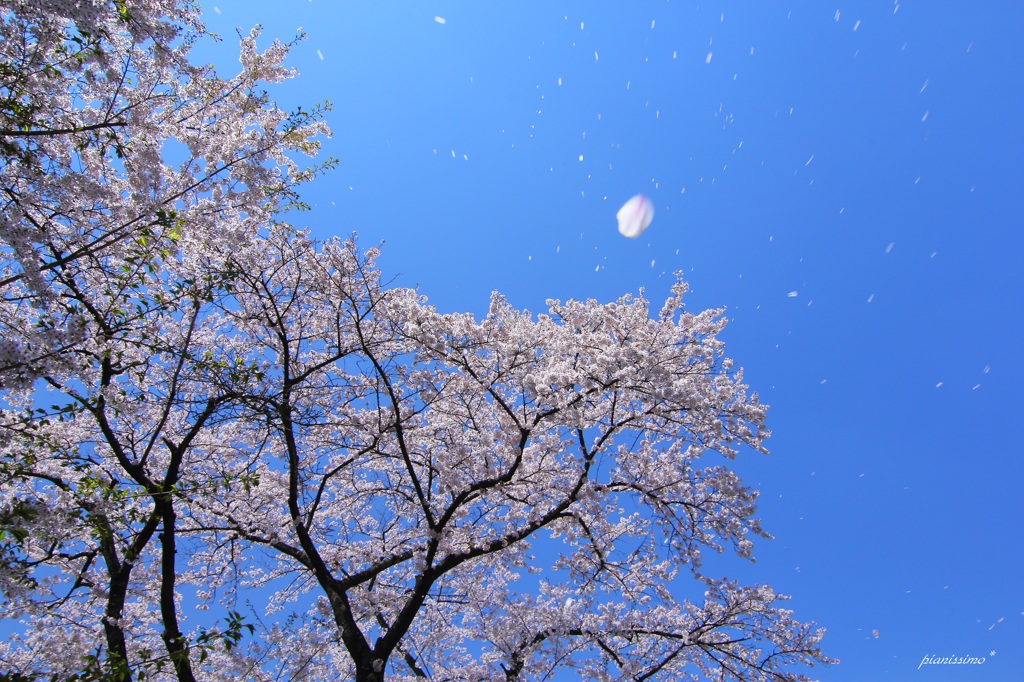 HANA・HANA 37 (sakura-mau)