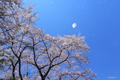 HANA・HANA 37 (sakura-mau)