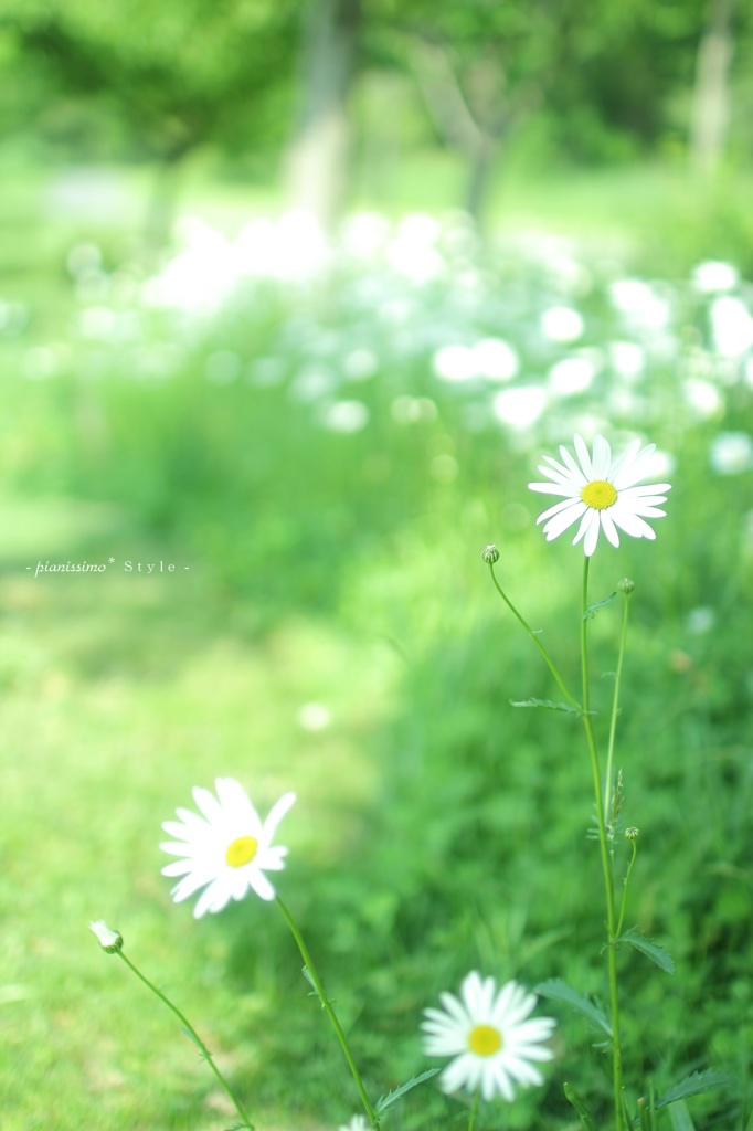 HANA・HANA 56 (marguerite)