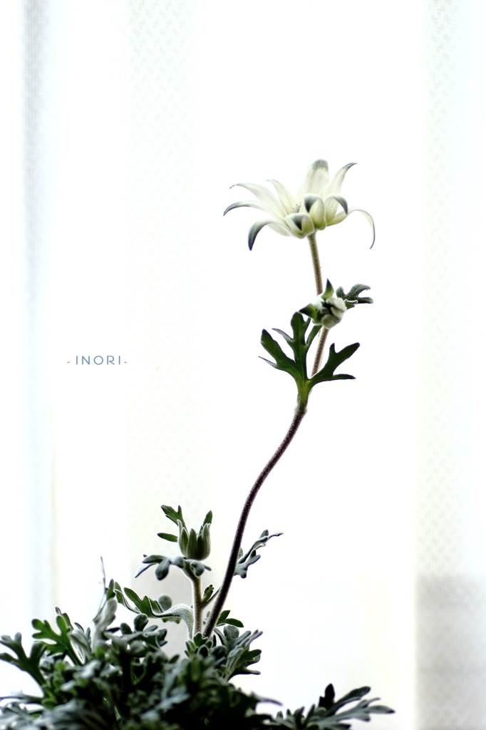 - INORI -