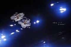HANA・HANA 32 (milky way・sakura)