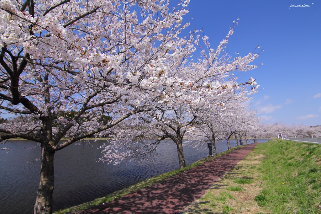 HANA・HANA 30 (kohan-no-sakura)