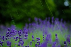 ☔HANA-HANA   196    Lavender