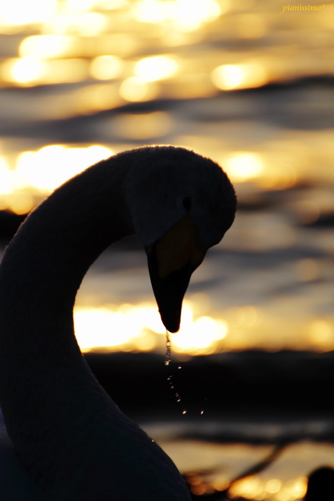 水鳥たちと戯れて 2