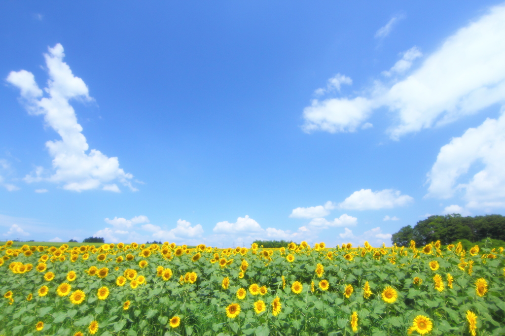 HANA・HANA 80 (Himawari❂)
