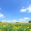HANA・HANA 80 (Himawari❂)