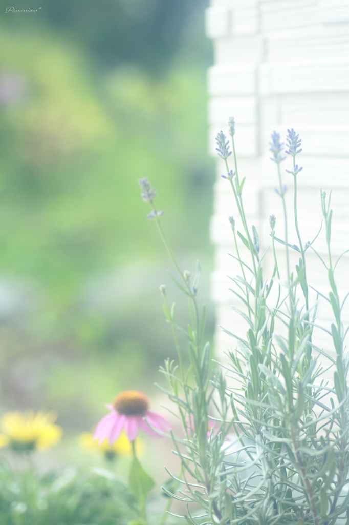 HANA・HANA 84 (Lavender)