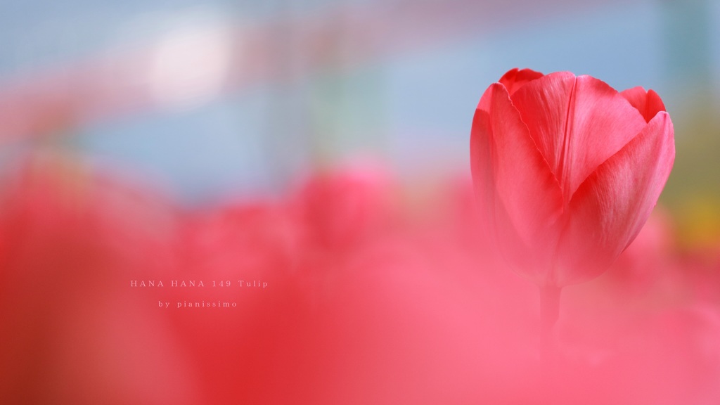 HANA・HANA 149 Tulip
