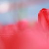 HANA・HANA 149 Tulip