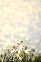 HANA・HANA 45 (菜の花)