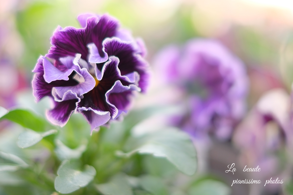 - La  beaute -   1   Pansy