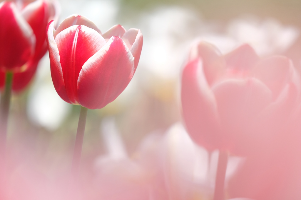 HANA-HANA 164  Tulip