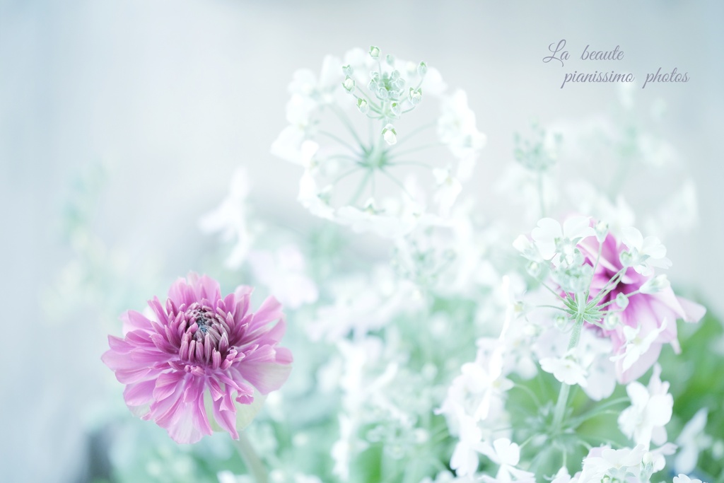 - La  beaute -  6  Fleurs