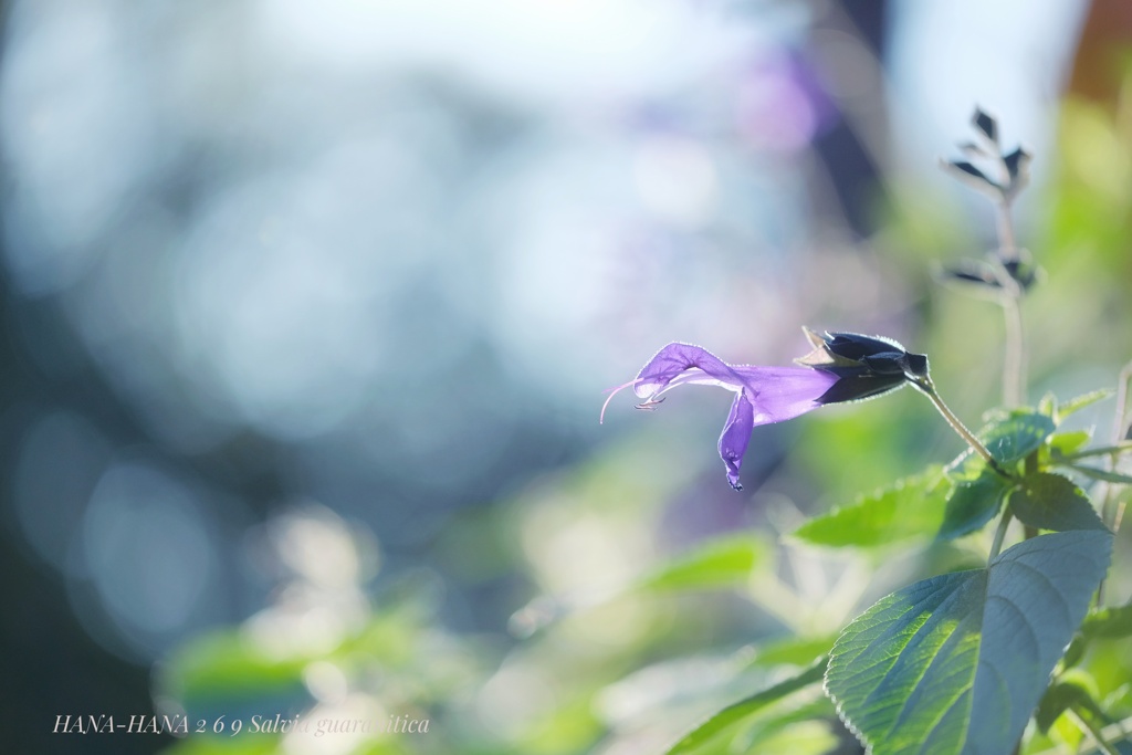 HANA-HANA 269  Salvia guaranitica