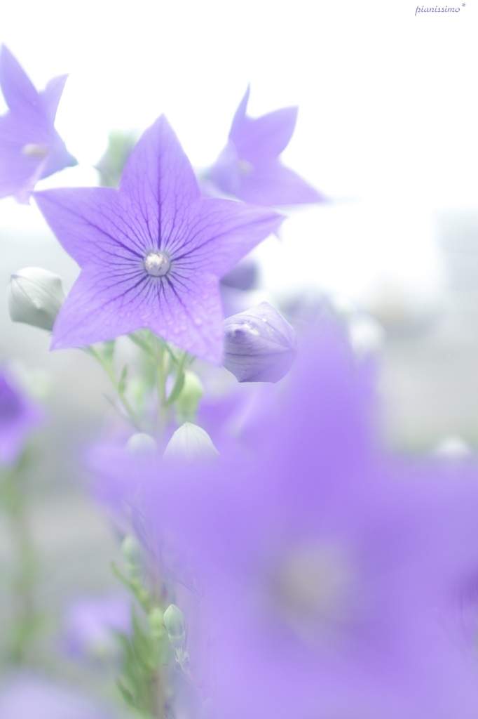 HANA・HANA 79 (Kikyo)