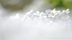 HANA・HANA 156 Yukiyanagi　(春のまどろみ)