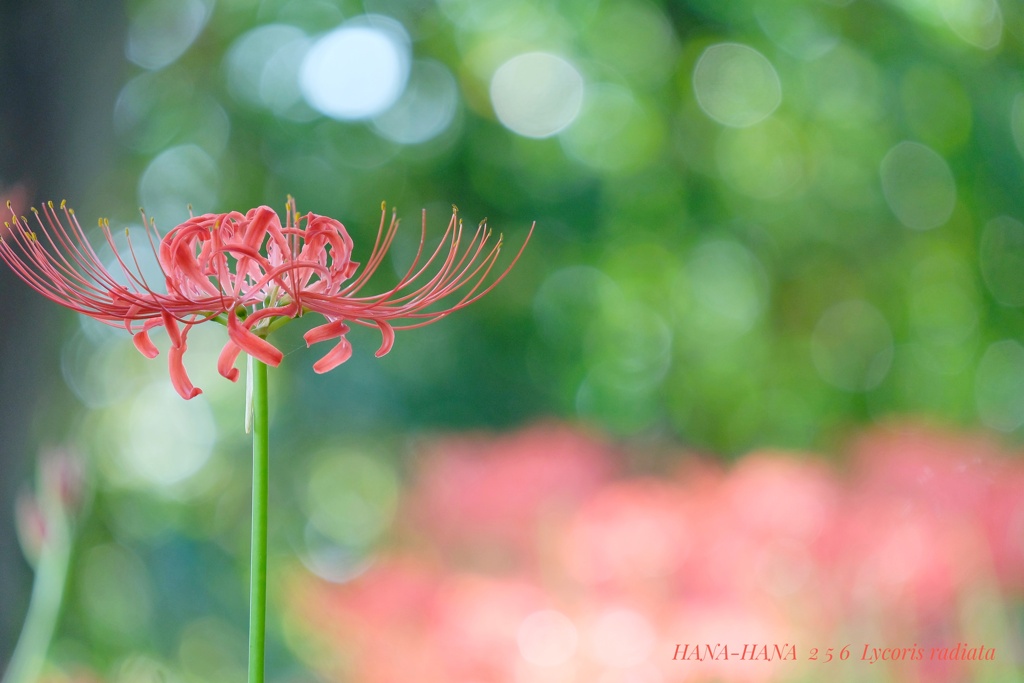 HANA-HANA 256  Lycoris radiata